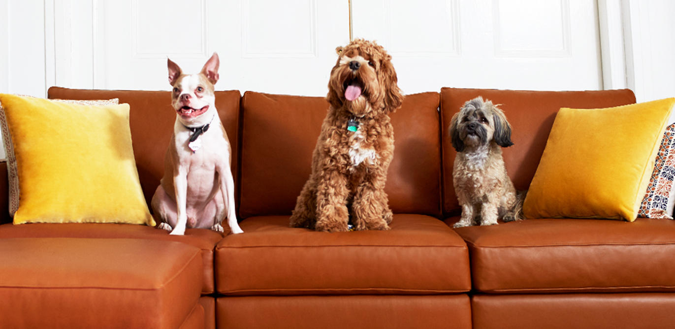 Image of the best sofa material for dogs: durable, pet-friendly fabric that is resistant to scratches and stains
