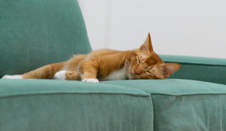 Best sofa fabric for cats - a durable and scratch-resistant material that can withstand the claws of your feline friends